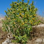 Scolymus hispanicus Alkat (teljes növény)