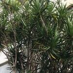 Dracaena concinna Frunză