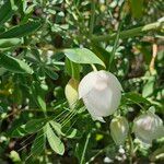 Calochortus albus Кветка