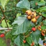 Crataegus persimilis ഇല