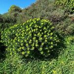 Euphorbia dendroides Leaf