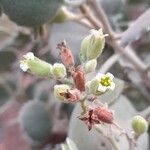 Kalanchoe millotii Flor