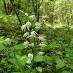 Cephalanthera longifolia 花