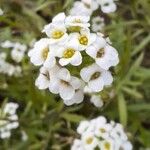 Lobularia maritima花