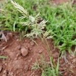 Enneapogon cenchroides Flower