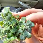 Sedum spathulifolium 葉