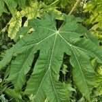 Tetrapanax papyrifer 叶