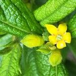 Fadogia triphylla Flor