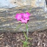 Dianthus giganteus Ліст