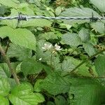 Rubus radula Λουλούδι