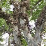 Ficus sycomorus Habitus