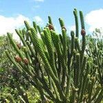 Dacrydium araucarioides Celota