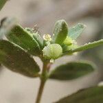 Euphorbia glaucophylla Fruit
