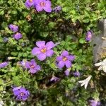 Sutera cordata Fula