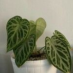 Anthurium crystallinum Hoja