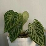 Anthurium crystallinum List