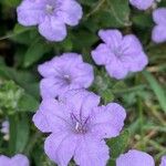 Ruellia humilis Kvet