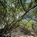 Haematoxylum campechianum ശീലം