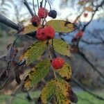 Sorbus aucupariaFolha