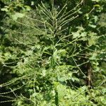 Verbena urticifolia Kvet