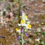 Linaria triphylla Blüte