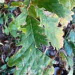 Quercus frainetto Листок