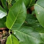 Ficus citrifolia Leht