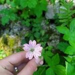 Geranium versicolor Квітка