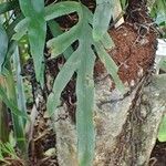 Phymatosorus scolopendria برگ