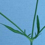 Knautia illyrica Hoja