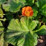 Geum coccineumFlors