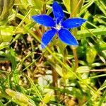 Gentiana utriculosa Blomma