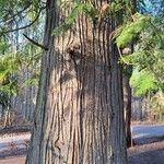 Thuja plicata Bark