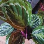 Calathea roseopicta Hoja