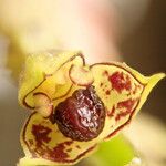 Bulbophyllum encephalodes Цвят