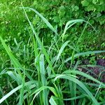 Phalaris arundinacea Leaf