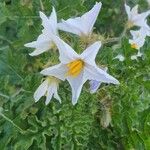 Solanum sisymbriifolium Flors