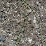 Pinus patula 葉
