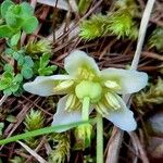 Moneses uniflora 花