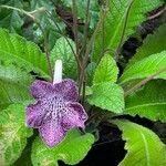 Streptocarpus primulifolius Kukka