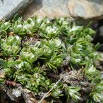 Paronychia polygonifolia Blad
