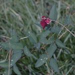 Macroptilium lathyroides Flower