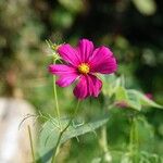 Cosmos caudatus 整株植物