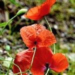 Papaver dubium Flor