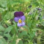 Viola tricolorFlower