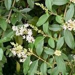 Ligustrum ovalifolium Flower