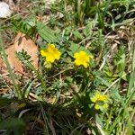 Potentilla puberula Fula