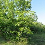 Ulmus rubra Habit