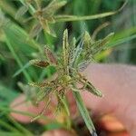 Cyperus flavescens Плід