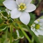 Ornithogalum umbellatumFlor